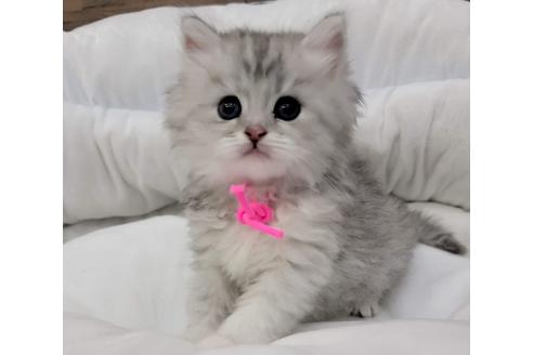 成約済の埼玉県のサイベリアン-20881の1枚目